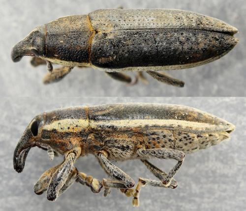 Réf. 265 504 : Lixus ochraceus